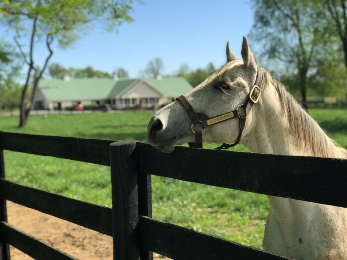 A beautiful white stallion looks over a fence on a sunny day.