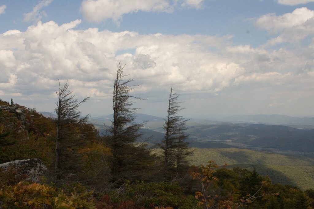 The wind-swept pines of Dolly Sods
