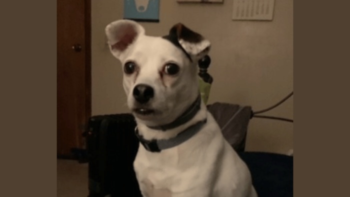 Bill Lynch's dog, Penny.