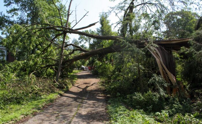 WVPB June 2022 Wheeling Storm Tree Down 1.jpg