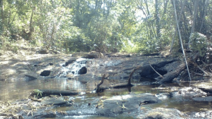 A stream in a forest