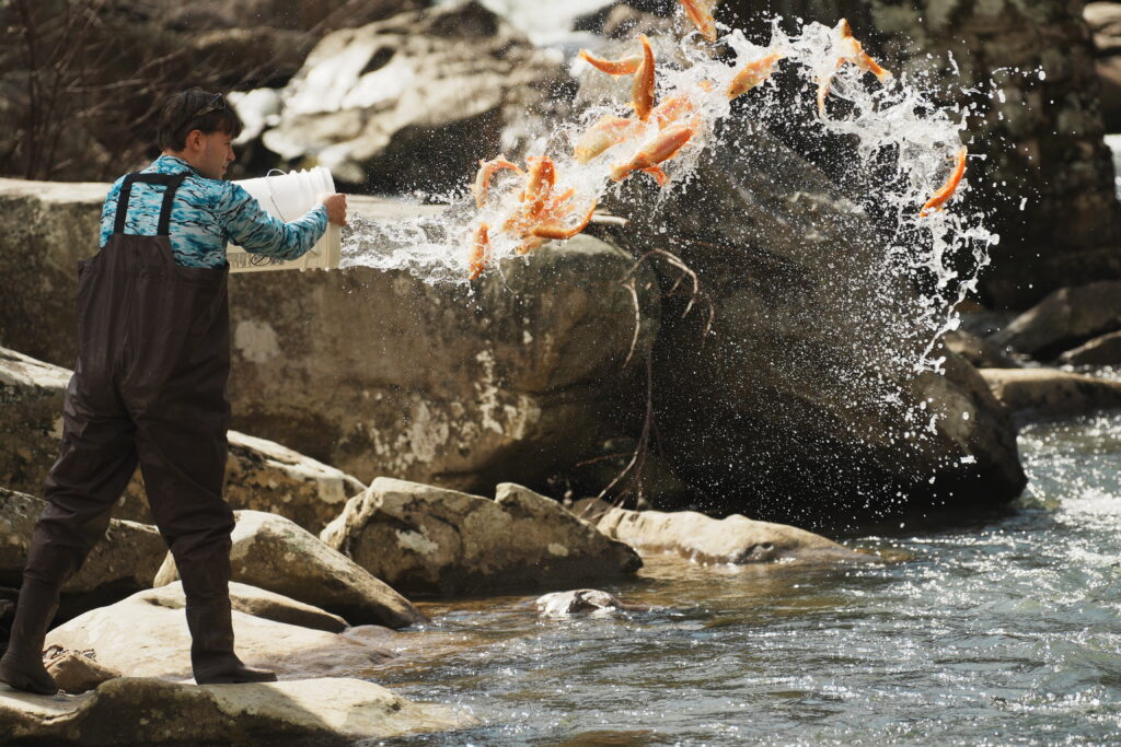 A man in a stream tosses a bucket of orange-gold colored fish into the water.
