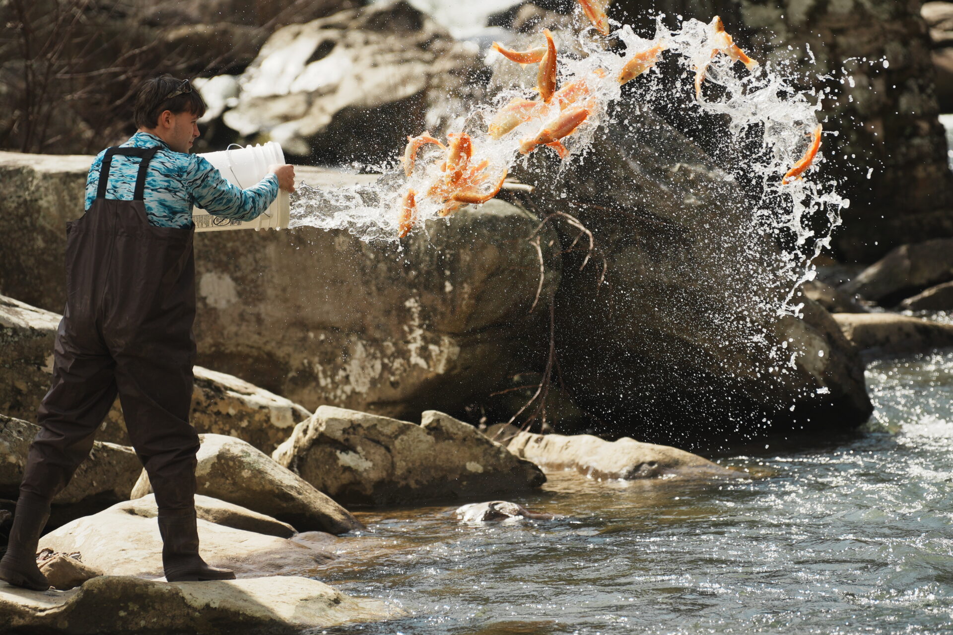 'Gold Rush' Is On; State Golden Trout Stocking Begins West Virginia
