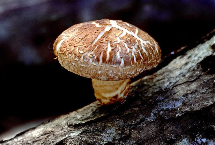 A shiitake mushroom is shown growing on a branch.