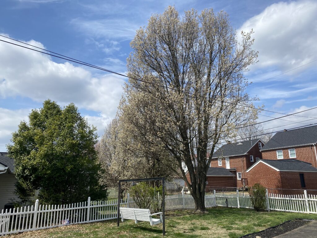 Trees with blossoms in a neighborhood backyard