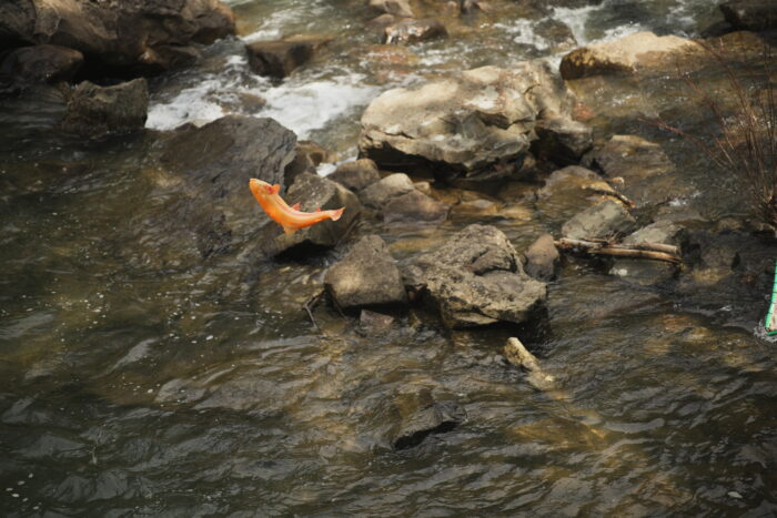 An orange-gold colored fish leaps out of a bubbling creek in West Virginia.
