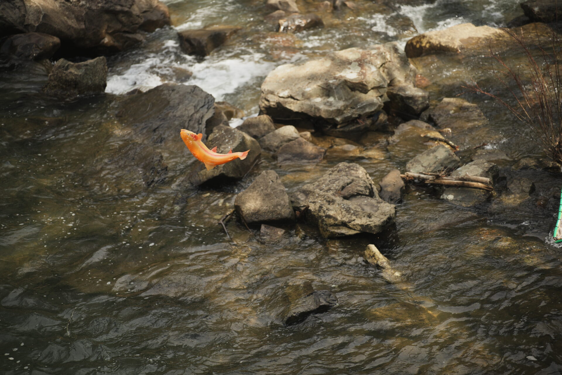 'Gold Rush' Is On; State Golden Trout Stocking Begins West Virginia