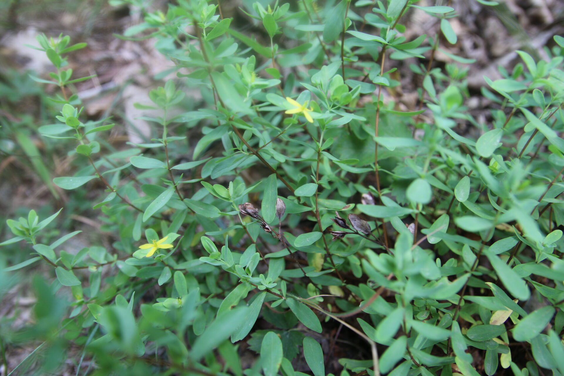 Small yellow flowers bloom on a hillside of green leaves.