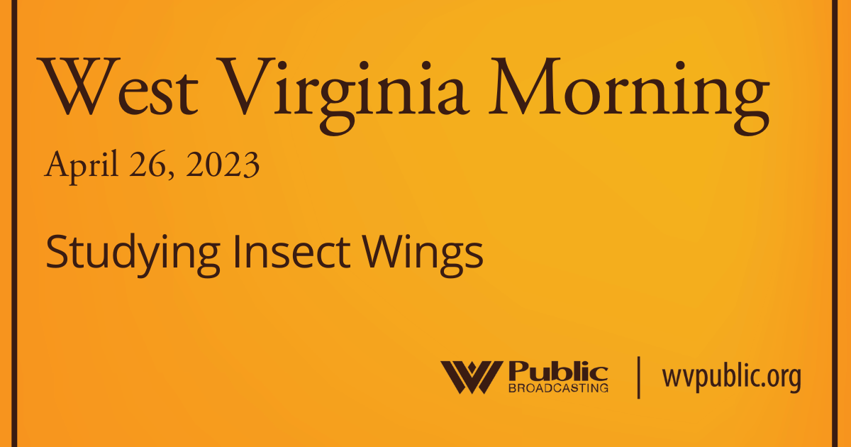 Studying Insect Wings On This West Virginia Morning