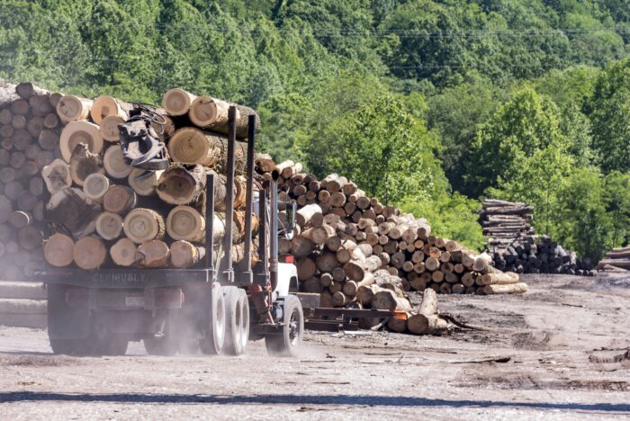 One truck. Dozens of cut logs. Greenery from trees in the background.