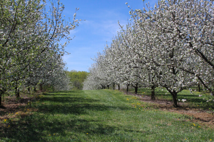 A row of trees is separated by a green lane in an orchard. Both rows of trees are covered in white apple blossoms.