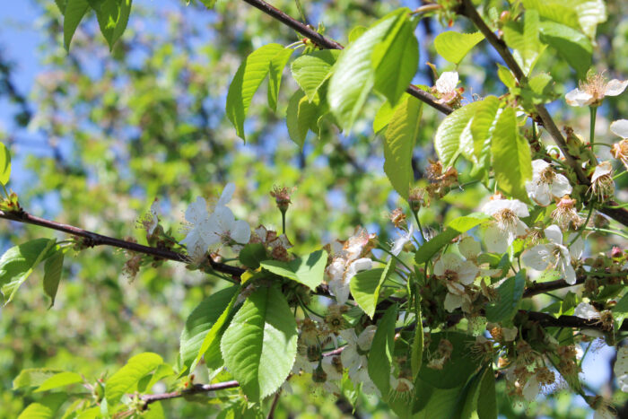 A closeup on apple blossoms on an apple tree. The white petals of the blossoms contrast against the green leaves.