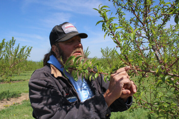 A man wearing a ball cap and a hoodie under a jacket holds the branch of a peach tree in front of a blue sky with wispy clouds.