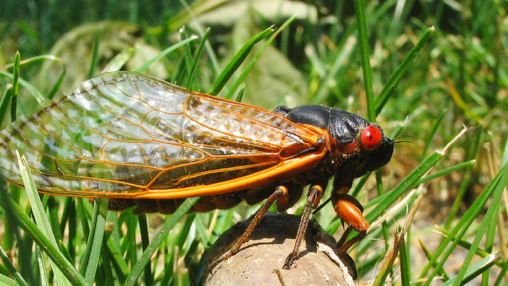 A picture of a red eyed cicada, featuring its translucent wing membranes.