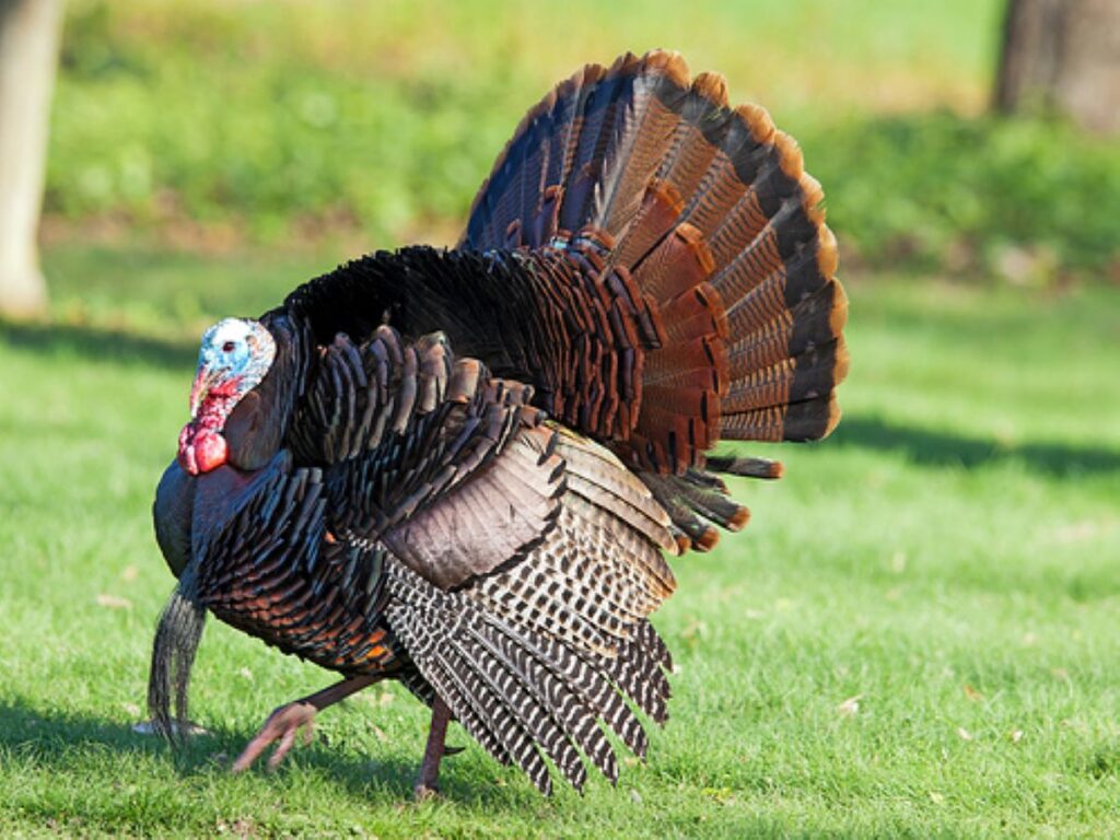 A male turkey with its feathers puffed out walks on a crisp green lawn.