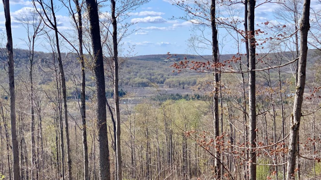 A view through trees shows wetlands in Canaan Valley. A blue sky is dotted with fluffy white clouds above.