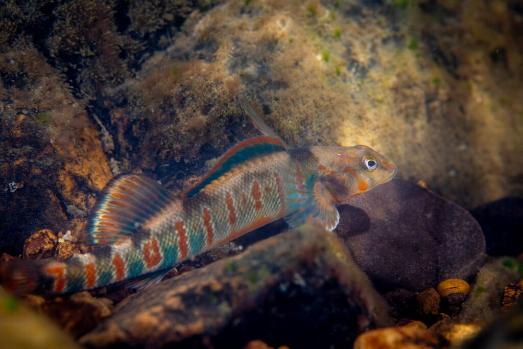 A colorful small fish with blue and orange stripes swims through a stream, where rival fish outcompete it for habitat, food and mates.