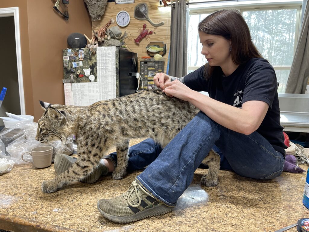 A young woman works on a taxidermy bobcat.