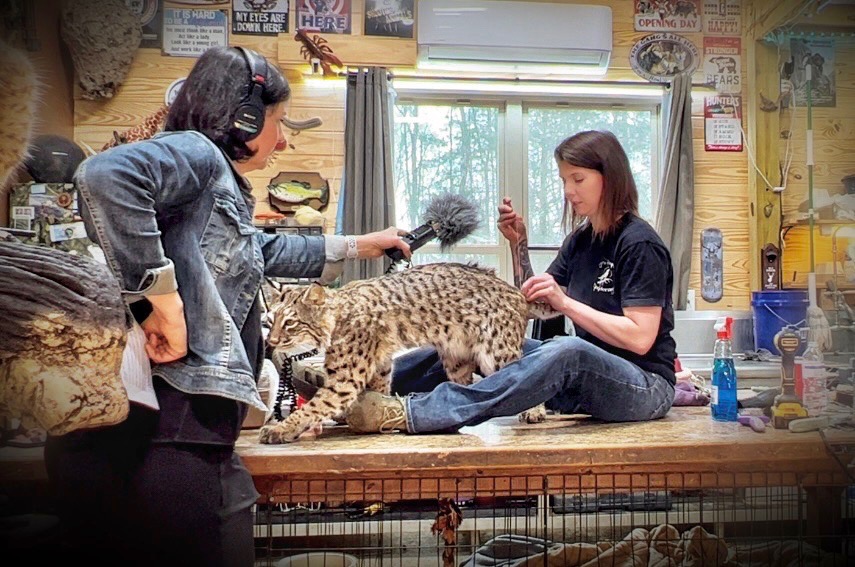 A reporter speaks to a taxidermist. The taxidermist works on a taxidermy bobcat while sitting on a table.