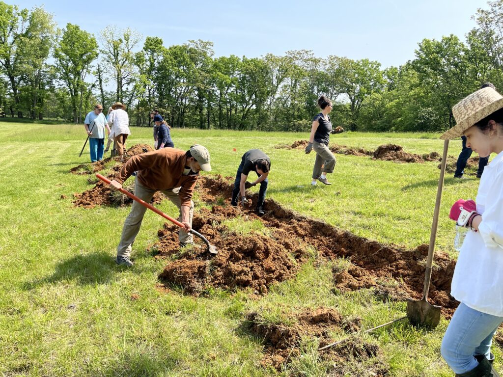 People planting chestnut trees in dirt on a farm with shovels and trees in the background.