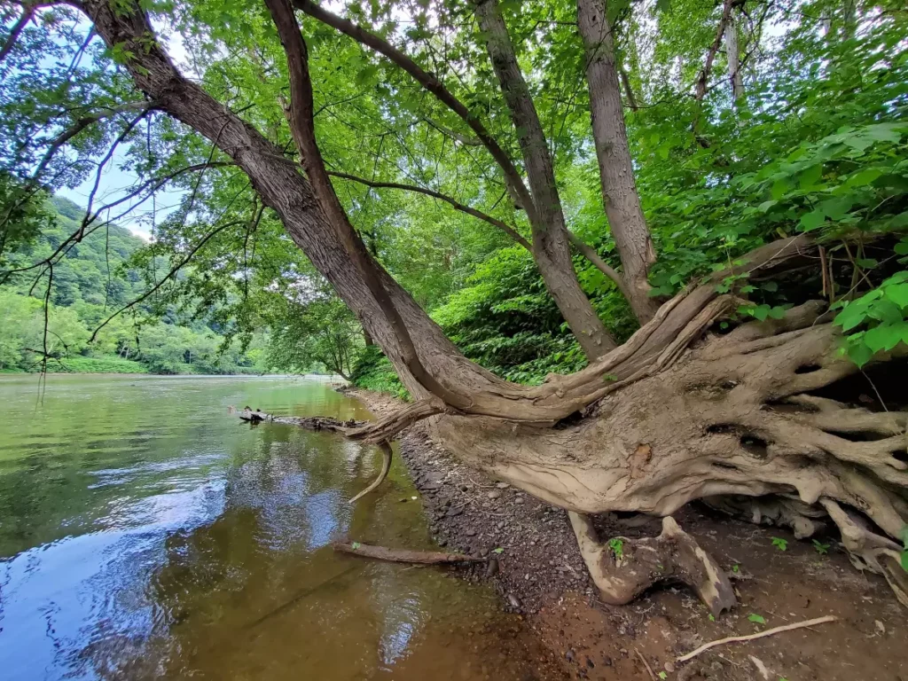 Tree roots protrude from an embankment along calm waters in the Ohio River National Wildlife Refuge.