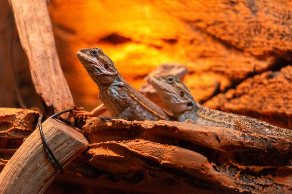 Two lizards are perched on a small piece of wood in a warmly lit habitat.