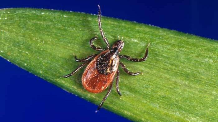 A picture of a black legged tick sitting on a blade of grass