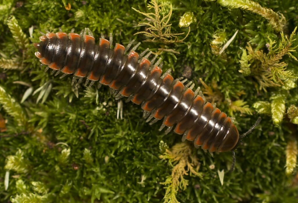 A close up of a brown millipede is seen on moss.
