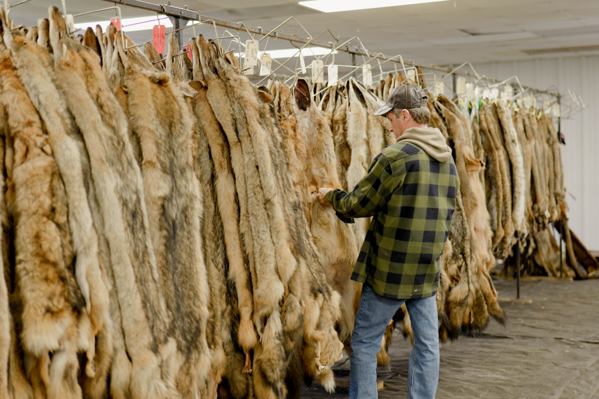 In W.Va., Fur Trappers Adapt To Shifting Market