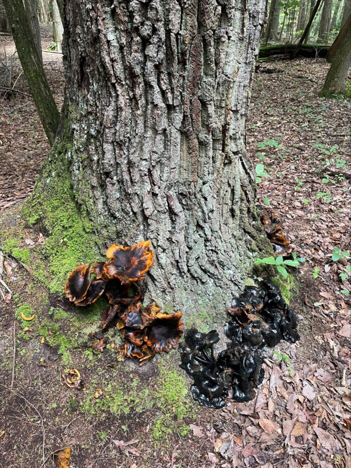 Orange and black mushroom sprout out from the base of an old tree. 