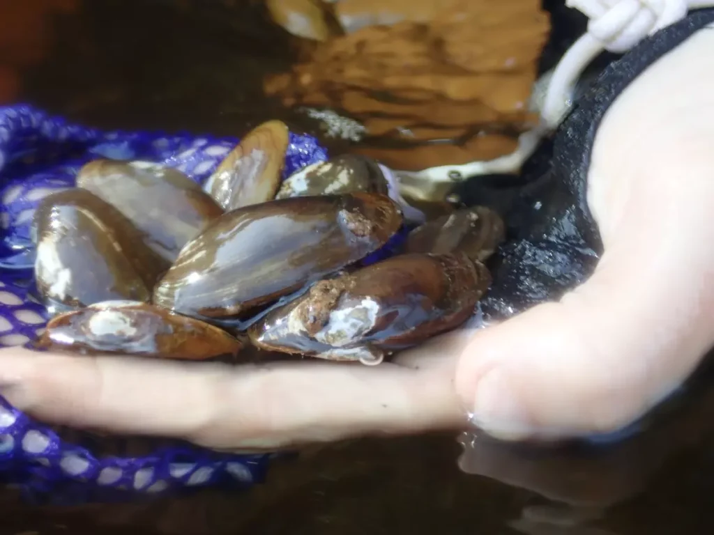 A pair of small, slimy mussels glisten in someone's hand.