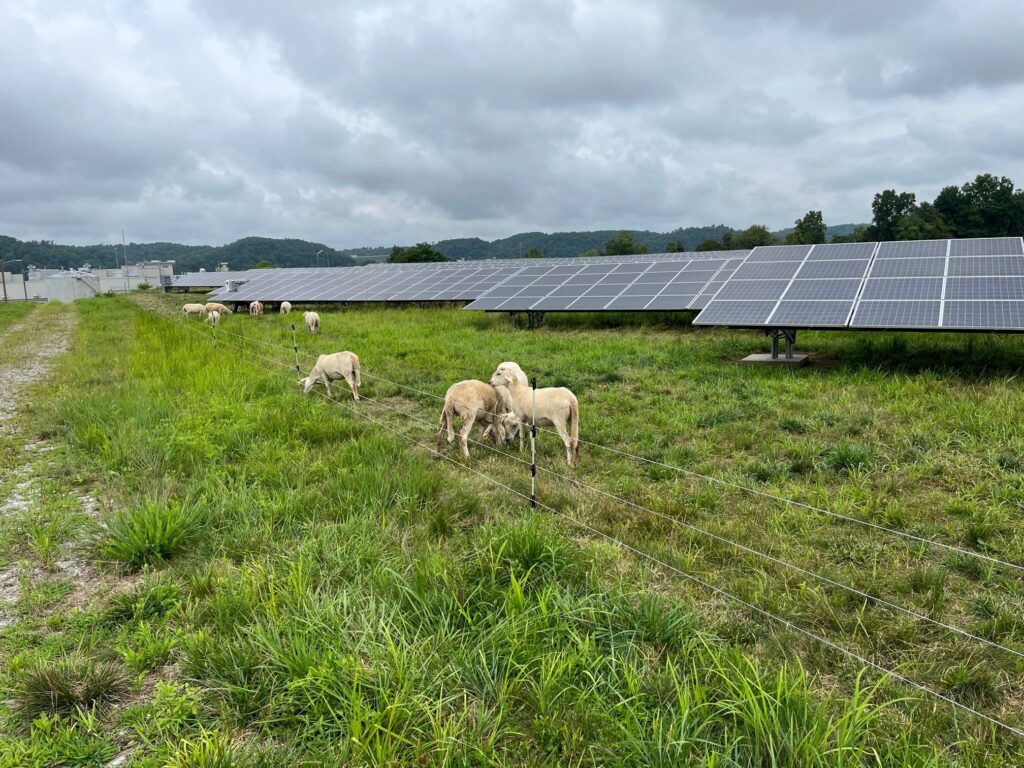 White sheep graze green grass next to a solar array under a cloudy sky.