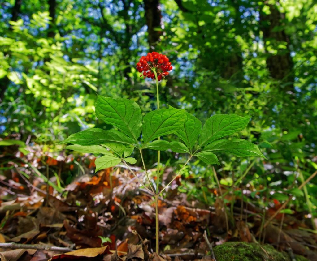 A crown of red berries sits above two clusters of green leaves lower on the stem. This plant sits in the foreground, with leaf litter and forest greenery in the background.