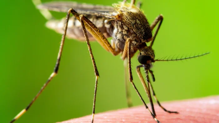 A mosquito enjoys a meal of blood from an unsuspecting human