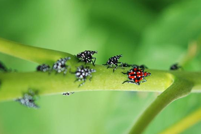 Small spotted bugs on a leaf