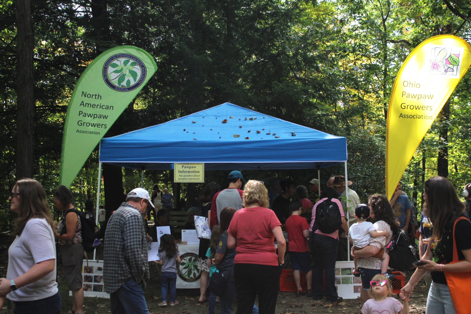 The crowd at the 2023 WVU PawPaw Festival walk in front of a blue tent awning stands between two teardrop signs in a forest glade. The sign on the left is green and reads "North American PawPaw Growers" while the sign on the right is yellow and reads "Ohio PawPaw Growers Association", backlit by sun. A smaller sign hanging from the tent awning reads "PawPaw Information"