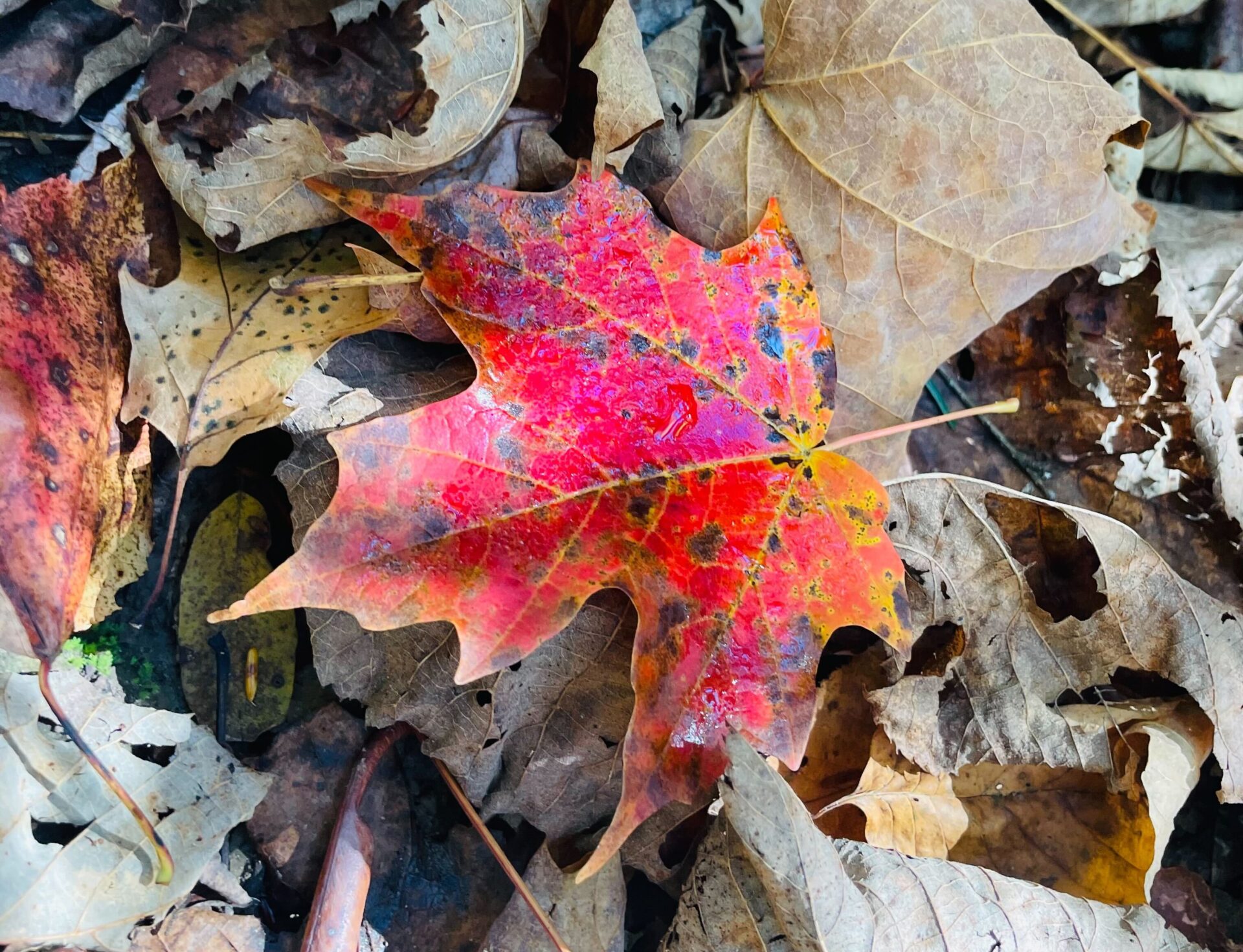 Fall Foliage Changes Coming Quickly to W.Va Hills