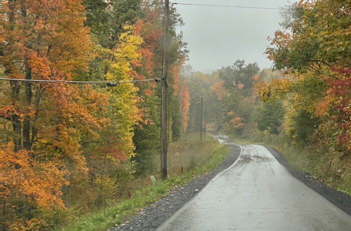 Autumn colors are seen from changing trees. Trees are on either side of a asphalt road.