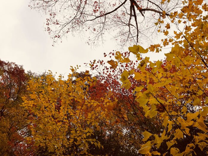 Fall leaves are shown against an overcast sky.