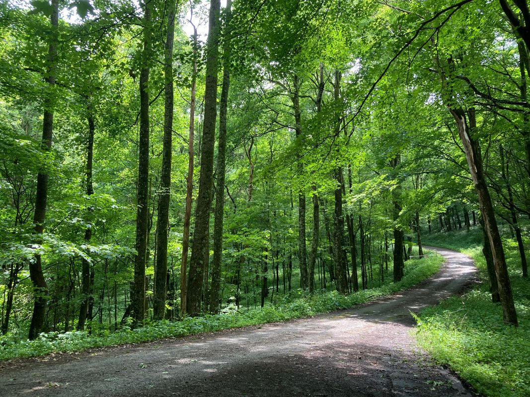 A dirt road stretches into a lush green forest. Sunlight dapples the road as straight trunks extend into the canopy.