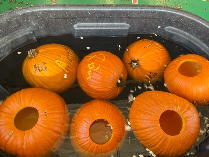 Seven orange pumpkins float in a water, bleach mixture.