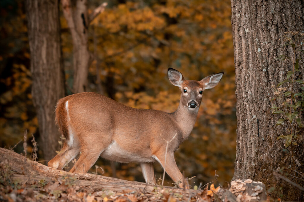 an antlerless deer in the woods