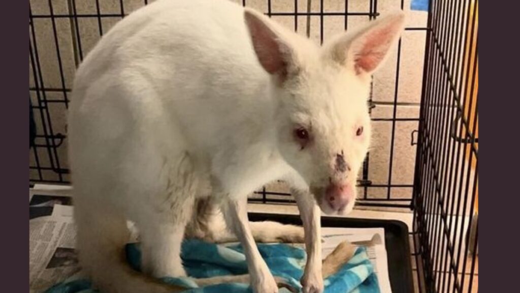 A white wallaby sits in a cage