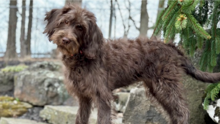 A brown, shaggy dog is shown tilting her head to one side.