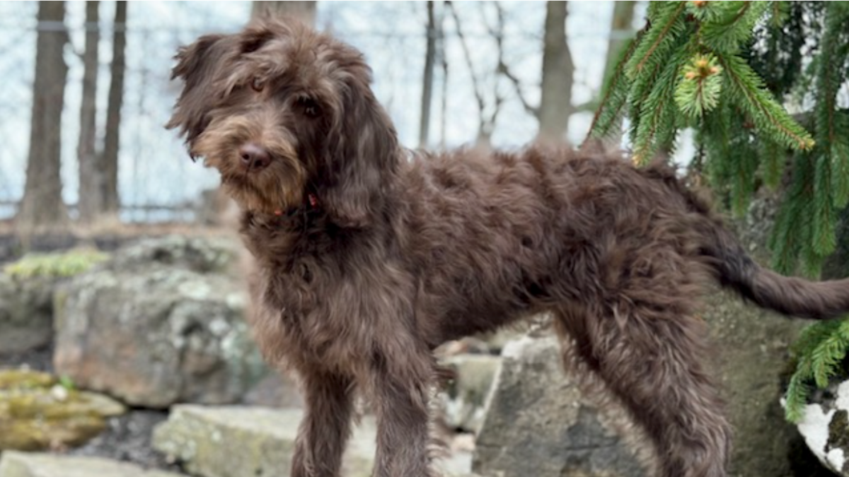 A brown, shaggy dog is shown tilting her head to one side.