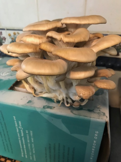 Oyster mushrooms are shown growing out of a box.