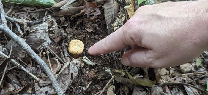 A finger points to a close up of a single chanterelle mushroom growing in the wilde.