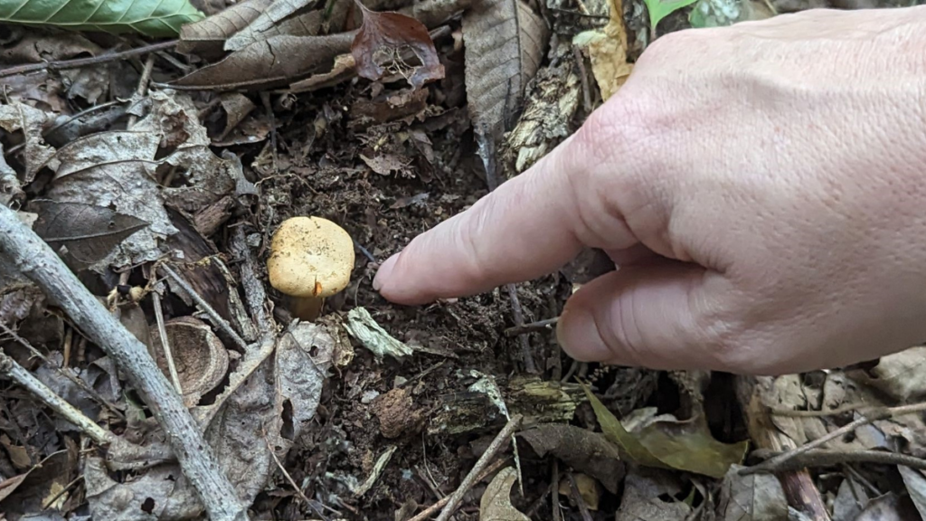 A finger points to a single chanterelle mushroom that has sprouted out of the ground.