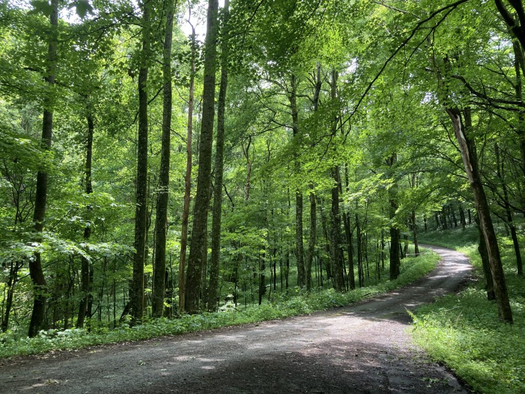 A green forest is shown along with a dirt road. Sunlight peeks through the trees.