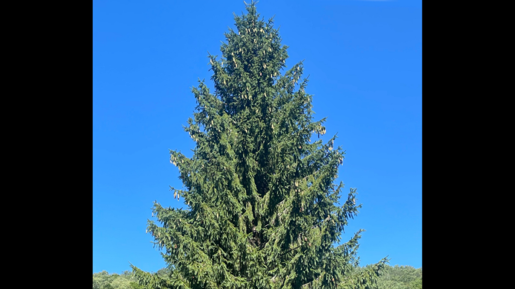 A large pine tree is shown against a blue sky.